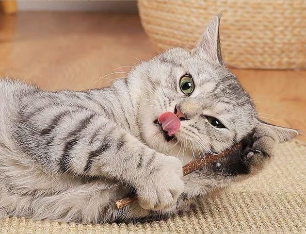 Catnip cat Sticks Natural Matatabi Silvervine Chew Toy Teeth Cleaning