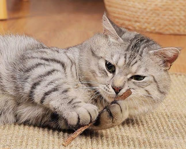 Catnip cat Sticks Natural Matatabi Silvervine Chew Toy Teeth Cleaning