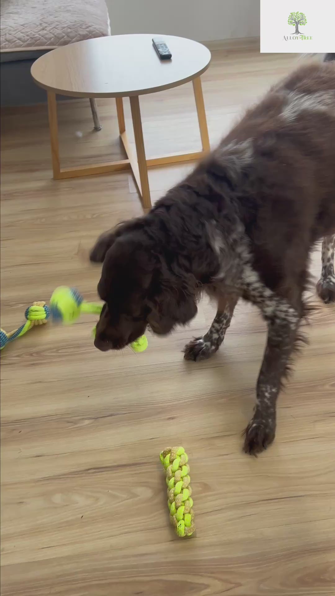 Assorted Dog Rope